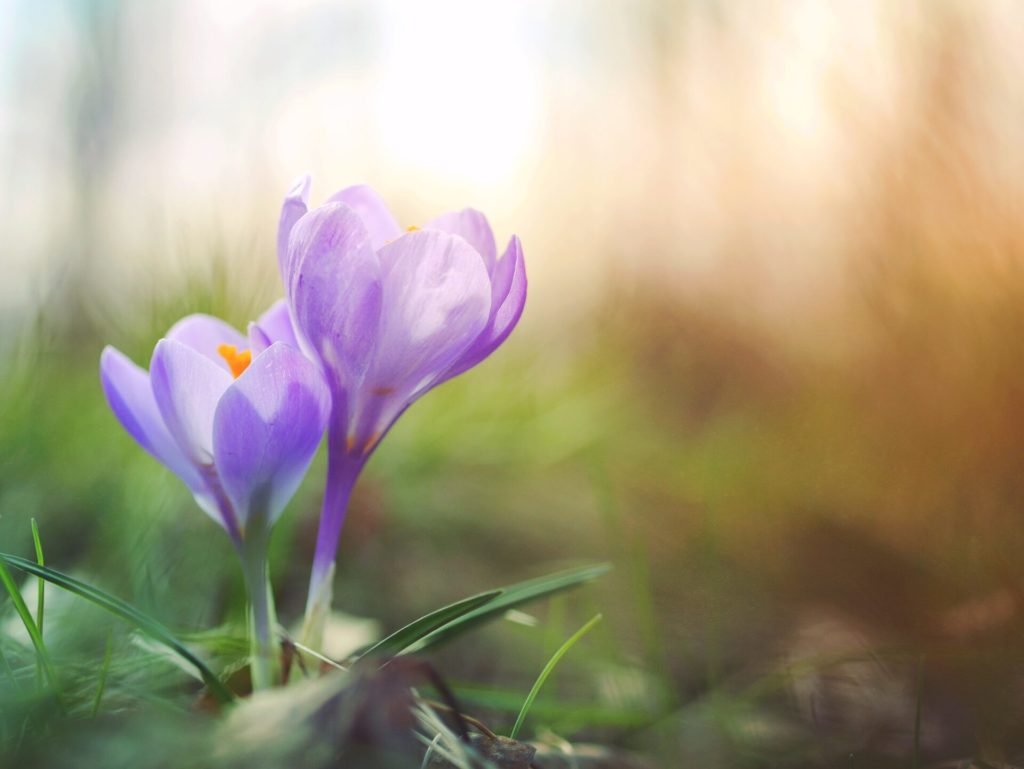 Violets blooming in a field